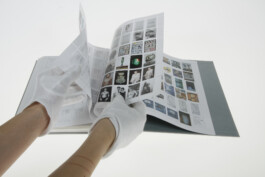 Weißer Schimmel – You can observe a lot by watching 